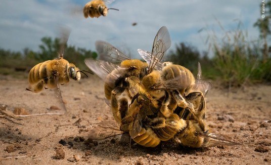 Bola de abelhas e 'hotel' de ursos: veja as incríveis fotos vencedoras do concurso de vida selvagem (Reprodução/Karine Aigner (via Natural History Museum))